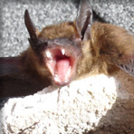 Bats Teeth