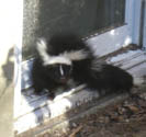 skunk island batguys skunks odor removal smell