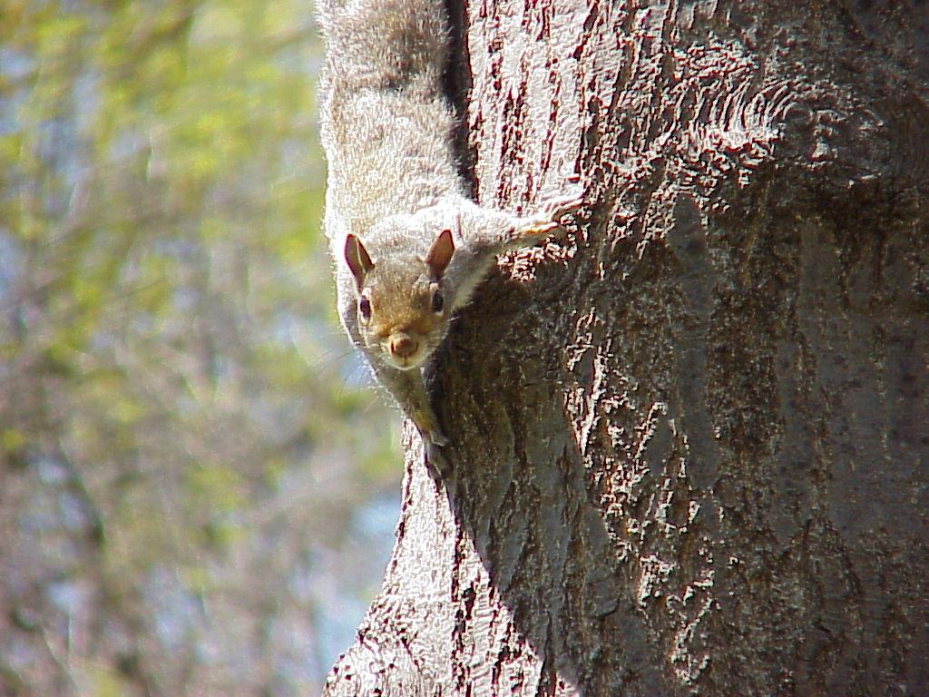 http://www.batguys.com/images/squirrels/grey-squirrel.jpg