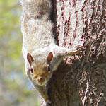 http://www.batguys.com/images/squirrels/grey-squirrel_sm.jpg