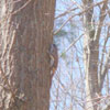 flying squirrel