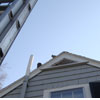 grey squirrel roof
