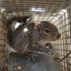 squirrel
