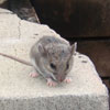 Mouse Climb
