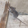 mice climbing
