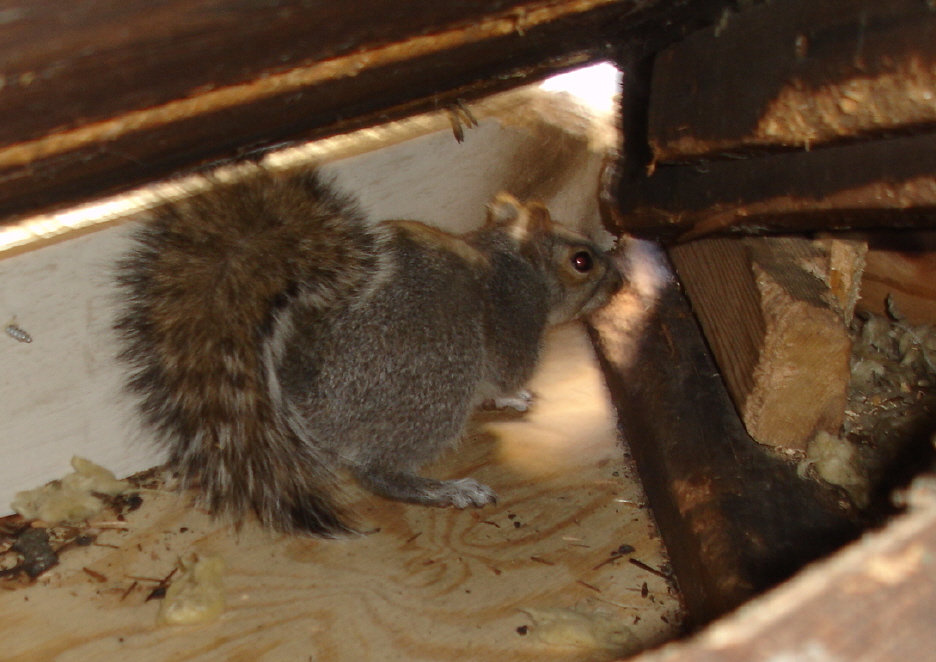 How to Get Squirrels Out of Your Attic - Covenant Wildlife